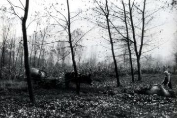 Raccolta delle foglie secche